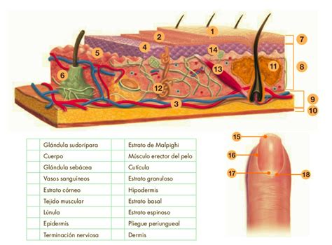 1 PRINCIPIOS ANATOMOFISIOLÓGICOS DEL ÓRGANO CUTÁNEO Y FUNDAMENTOS DE