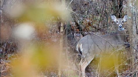 Dnr Sets Special Deer Hunts To Combat Cwd Kare