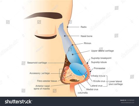 Human Nose Diagram 810 Images Photos Et Images Vectorielles De Stock