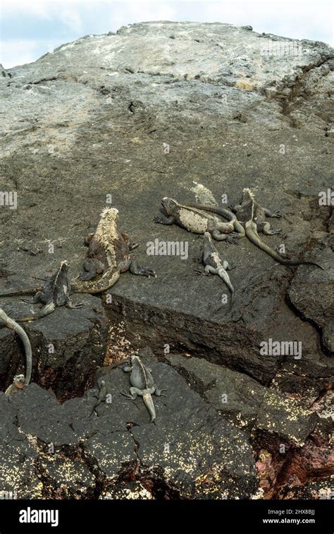 Photograph Of A Marine Iguana Amblyrhynchus Cristatus Isla Isabella