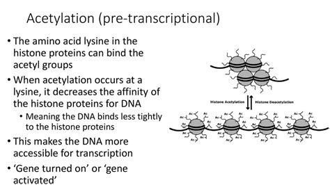 Agenda 3/16 Eukaryotic Control Introduction and Reading - ppt download