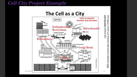 Cell City Project Poster