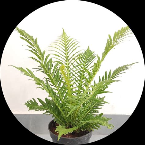 Buy Tree Fern - Exquisite Greenery for Your Landscape online