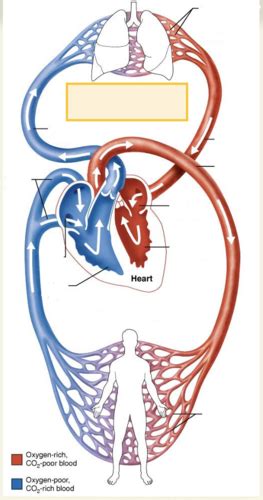 Anatomy Exam Diagrams Flashcards Quizlet