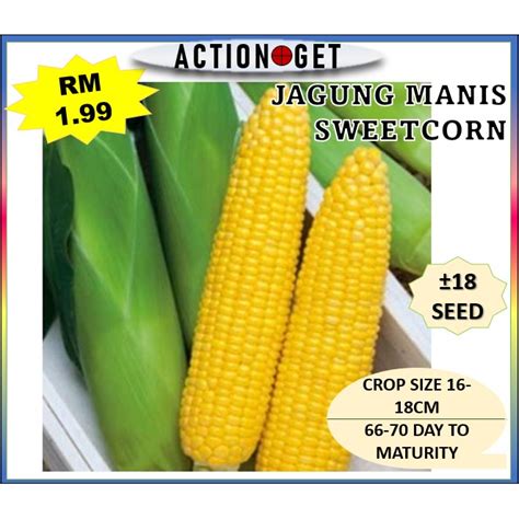 Benih Jagung Manis Asia Seed Manis Benih Pokok Jagung Sweetcorn