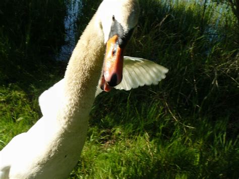 So B Se Der Schwan Schwamm Zu Uns Hin Um Brot Zu Bekommen Flickr