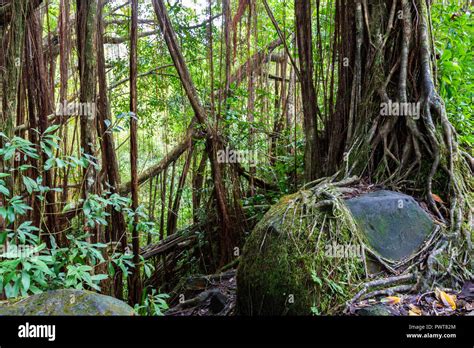 Tropical Rainforest In Akaka Falls State Park On Hawaiis Big Island