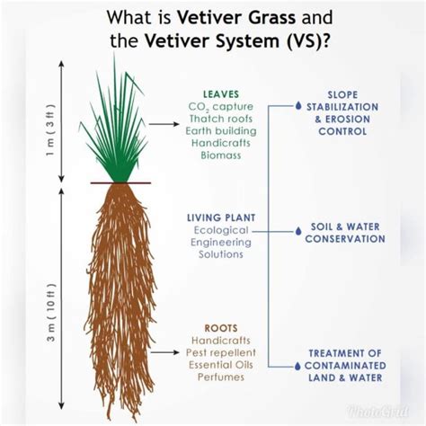 Vetiver System Applications The Vetiver Network International