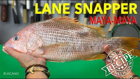 CLEAN FILLET COOK LANE SNAPPER FISH MAYA MAYA OVEN BAKED LANE