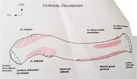 La Ceinture Scapulaire Clavicule Et Scapula Omoplate Cours De