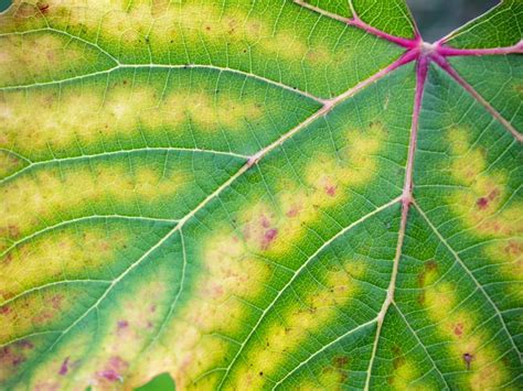 Tree Leaves With Chlorosis