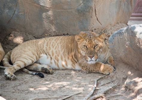 Liger Female, Aka White Tiger Stock Image - Image of ligers, animal ...