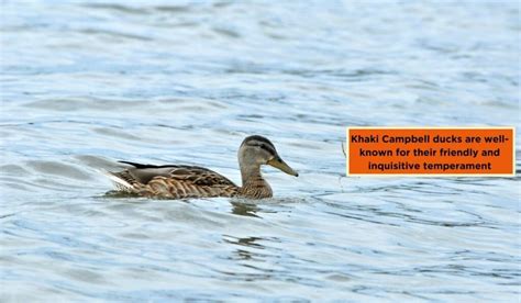 4 Key Advantages Of Khaki Campbell Duck Breed - FowlFamily