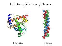 Estructura Terciaria De Las Prote Nas