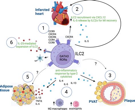 Frontiers ILC2 Mediated Immune Crosstalk In Chronic Vascular