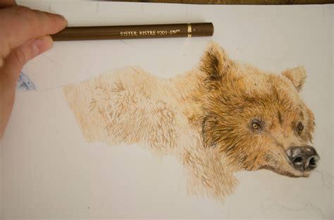 Fur Drawing with Coloured Pencils Tutorial by Gemma Whelbourn