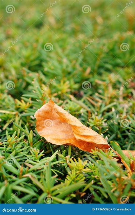 Captura Selectiva De Una Hoja Seca En Las Ramas De Una Planta Verde