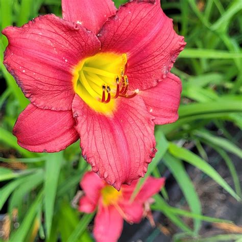 Hemerocallis Chicago Apache Daylily Red 1 Evergreen Nursery Inc