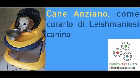 Cane Anziano Come Curarlo Per La Leishmaniosi Canina Youtube