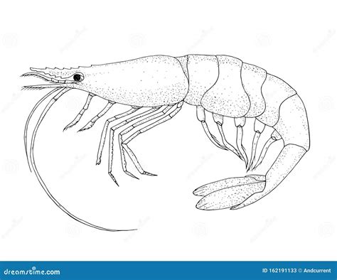 Shrimp Hand Drawn Black Pencil Realistic Illustration Stock Vector