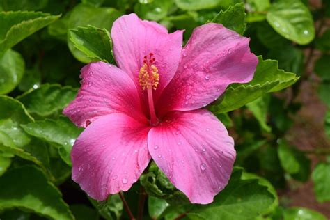 La Flor De Amapola En Puerto Rico Rboles De Puerto Rico