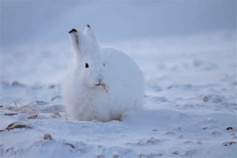 Arctic Hares Food