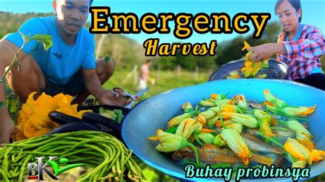 Ep Biglaang Harvest Sa Gabi May Umorder Nagluto Kami Ng