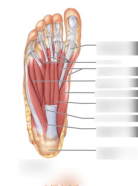 First Layer Of Foot Diagram Quizlet