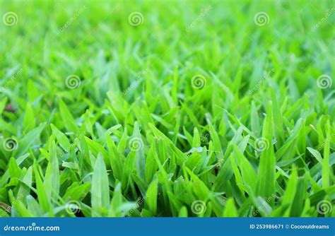 Vivid Green Grass Field With Selective Focus For Background Stock Image Image Of Outdoors