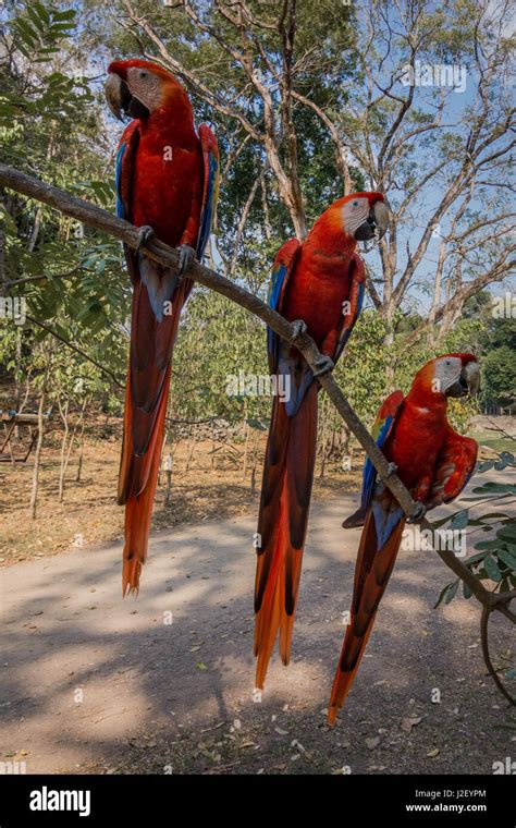 The scarlet macaw is the national bird of Honduras, and can be seen ...