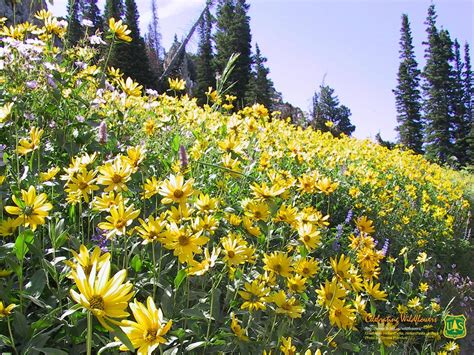 Forest Wildflowers Wallpapers - Wallpaper Cave