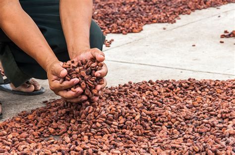 El 15 De Los Productores De Cacao En La Región Son Mujeres Cutivalú