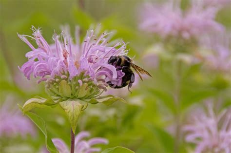 Give And Take Give And Take For To The Bee A Flower Is A Flickr