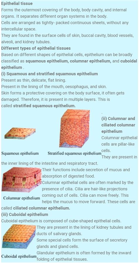 Explain different types of epithelial tissue - Biology - Tissues ...