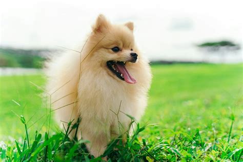 20 Dog Grooming Styles For Pomeranians (With Cute Pictures)