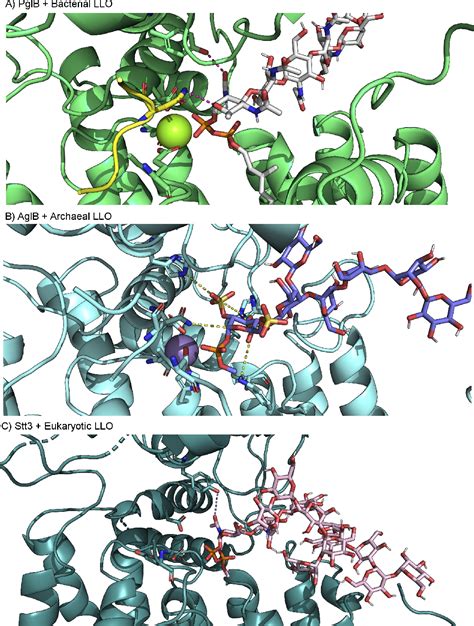 Figure 1 From The Lazy Life Of Lipid Linked Oligosaccharides In All Life Domains Semantic Scholar