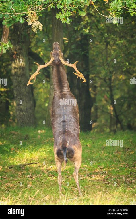 Proud Male Fallow Deer Stag Dama Dama With Big Antlers Stand Up