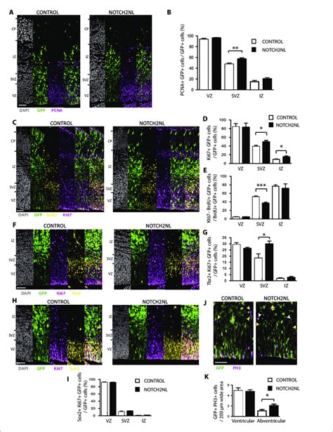 Forced Expression Of NOTCH2NL In Mouse Embryonic Neocortex Increases