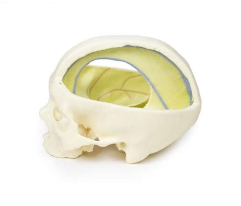 Skull 3D Printed Anatomy Model | Anatomical Models