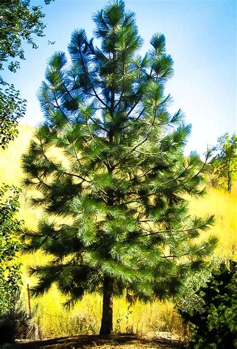 Ponderosa Pine Trees For Sale Online The Tree Center