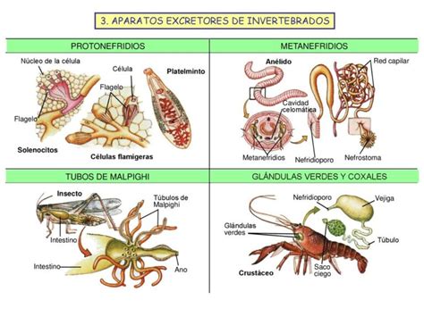 Insectos Sistema Excretor Hot Sex Picture Hot Sex Picture