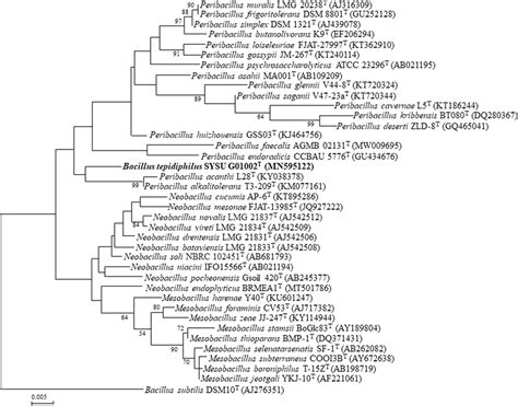 Maximum Likelihood Phylogenetic Tree Based On S Rrna Gene Sequence