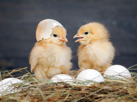 Cara Memilih Doc Ayam Broiler Yang Berkualitas