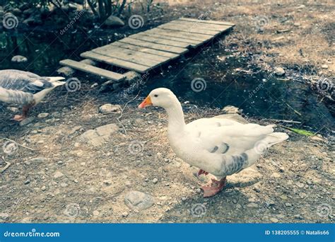 Ganso Branco Que Anda Ao Longo Da Angra A Ponte Pequena Sobre Ela