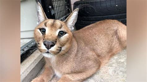 Meet Samir And Zane Newest Caracal Kittens Born At