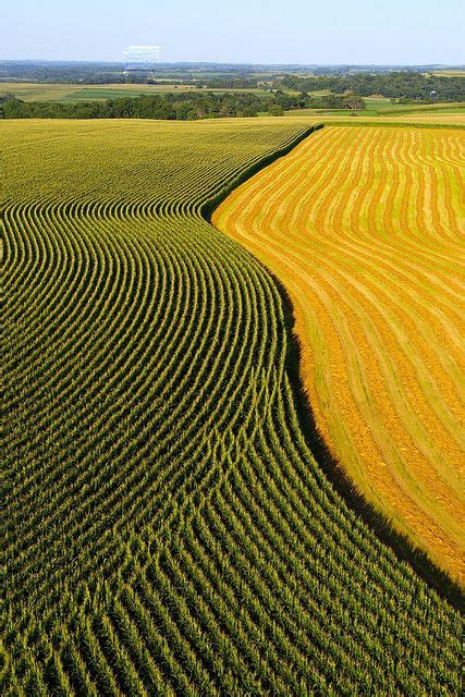 An Aerial View Of A Corn Field With Rows Of Crops In The Foreground And