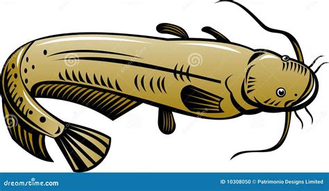 Catfish Stock Vector Illustration Of Single Tail Catfish 10308050