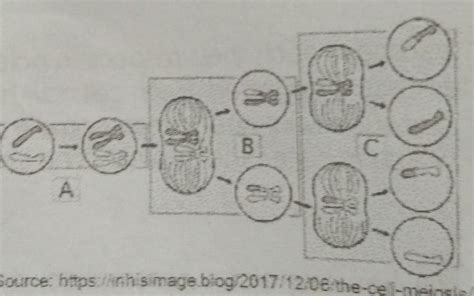 The Diagram Below Shows A Cellular Process That Occurs In Organisms A