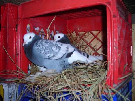 Saxon Monk Pigeon Pictures Encyclopedia Of Pigeon Breeds