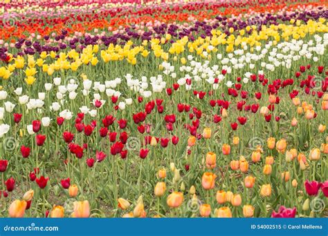 Colorful Tulip Field In Holland Michigan In Spring Stock Image Image